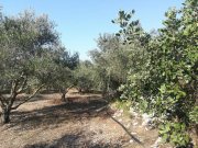 Aspro Olivenhain mit Meer- und Bergblick auf Kreta zum Verkauf Grundstück kaufen